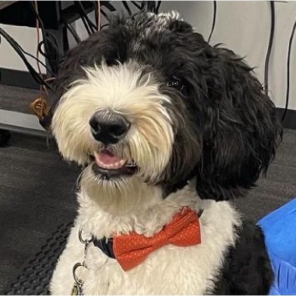 Custom Pet Bowtie Orders by Reggie in Bowties - Picture 8 of 17